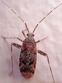 Phytocoris canadensis thumbnail 3