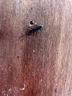 Swan Silvan Flat Bark Beetle thumbnail 3