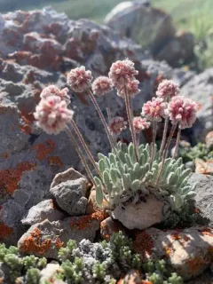 Imperfect Buckwheat thumbnail 2