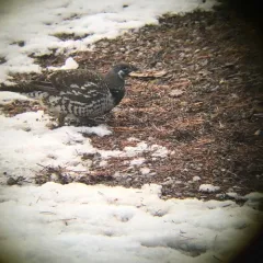 Spruce Grouse thumbnail 2