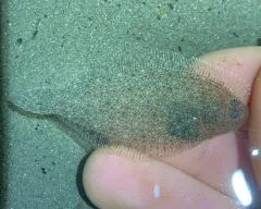Sand Sole thumbnail 3