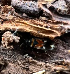 white-spotted groundbug thumbnail 1