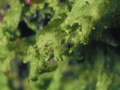 Whiskered Veilwort thumbnail 3