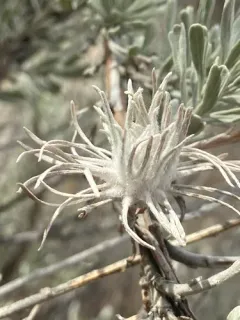 Leafy Bud Gall Midge thumbnail 2