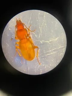 Pterostichus tristis thumbnail 2
