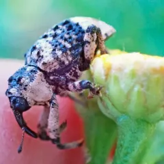 Poplar-and-Willow Borer thumbnail 3