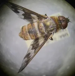 Band-winged Bee Fly thumbnail 4