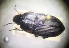 Anisodactylus merula thumbnail 3