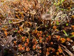 Arrhenia velutipes thumbnail 2