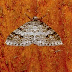 Welsh Wave Moth thumbnail 3