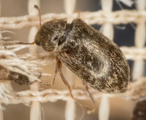 Xerasia grisescens