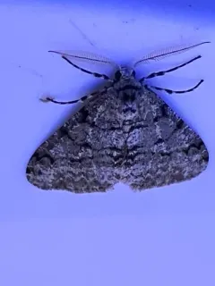 Toothed Phigalia Moth thumbnail 2
