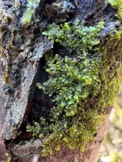 Radula obtusiloba thumbnail 3