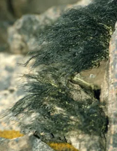Zebra Beard Lichen thumbnail 2