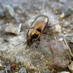 Common Sun Beetle thumbnail 2