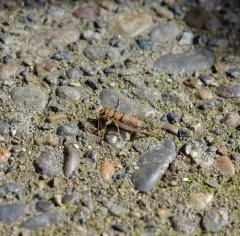 Tropical House Cricket thumbnail 3