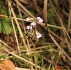 Williston's Bumble Fly thumbnail 3
