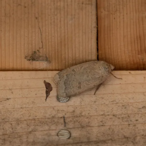 Greater Red Dart