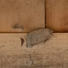Greater Red Dart thumbnail 1