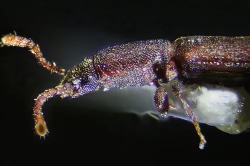 Silvanus muticus