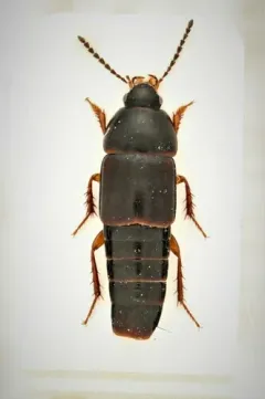 Tachinus rufipes thumbnail 1
