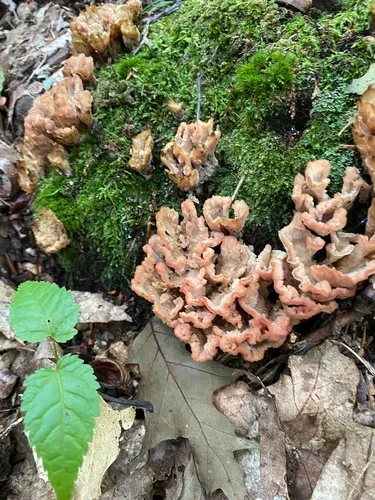 woolly rosette