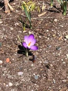 Silvery Crocus thumbnail 2