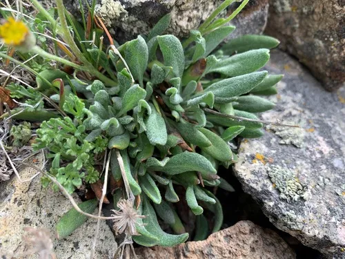 hoary groundsel