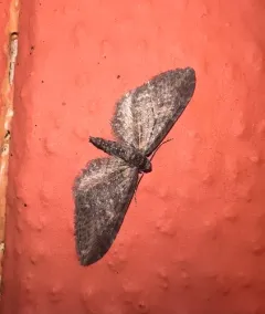 Eupithecia gilvipennata thumbnail 2