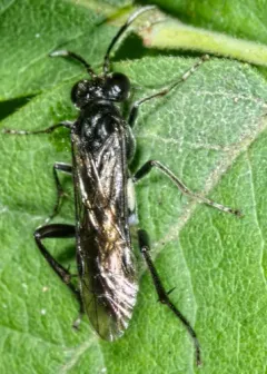 Macrophya nigra thumbnail 4