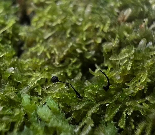 Barbeyella minutissima
