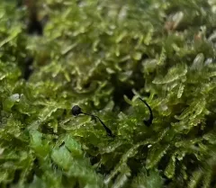 Barbeyella minutissima thumbnail 1
