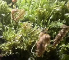 Moon-leaved Pincerwort thumbnail 3