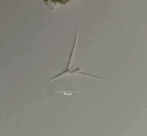 Tetracladium marchalianum