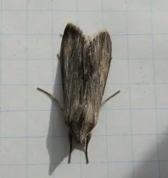 Shark Moth thumbnail 2