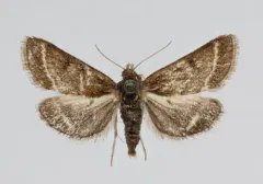Ostrinia marginalis thumbnail 2