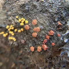 Wasp's Nest Slime Mold thumbnail 3