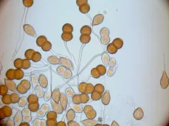mahonia rust thumbnail 4