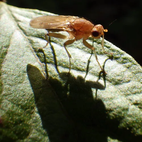 Amoebaleria helvola