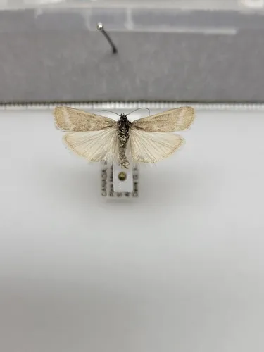 Polopeustis arctiella