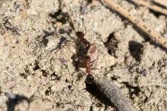 Rusty Pineneedle Weevil thumbnail 2