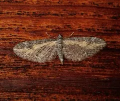 Eupithecia gilvipennata thumbnail 4