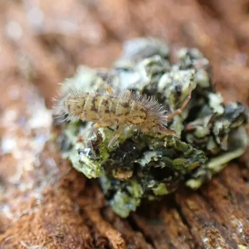Shaggy Springtail