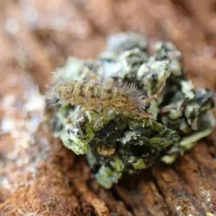 Shaggy Springtail thumbnail 1