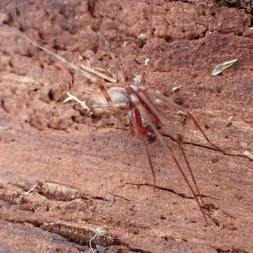 Pimoa altioculata
