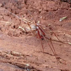 Pimoa altioculata thumbnail 1