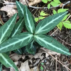 striped wintergreen thumbnail 4