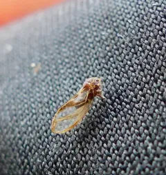 Blackberry Psyllid thumbnail 3