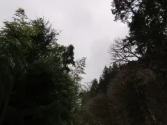 Chinese Timber Bamboo thumbnail 2
