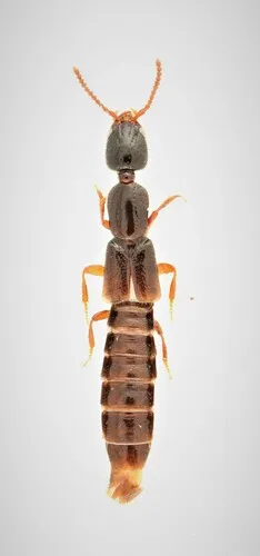 Intermediate Rove Beetle